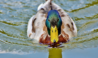 Close-up of a male mallard duck swimming in a lake