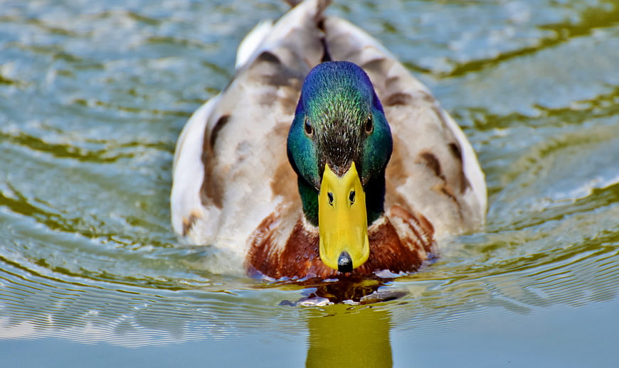 Close-up of a male mallard duck swimming in a lake