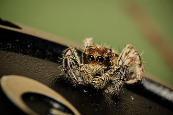 Macro Close-Up of Fuzzy Jumping Spider on Black Surface