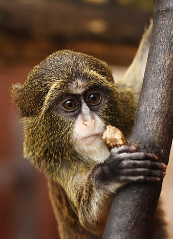 Close-up Portrait of Squirrel Monkey Eating on Tree Branch