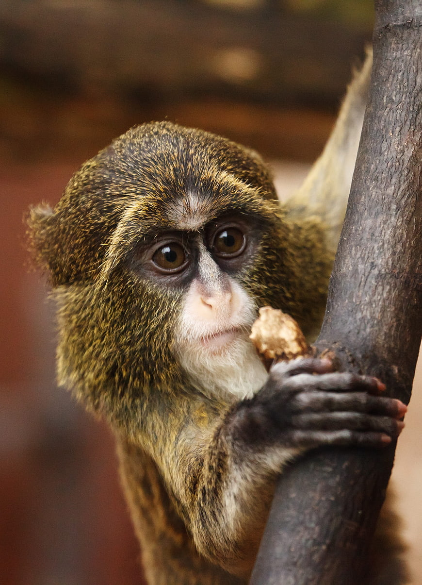 Close-up Portrait of Squirrel Monkey Eating on Tree Branch