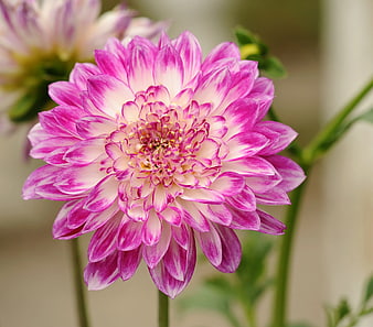Close-up of Pink and White Dahlia Flower