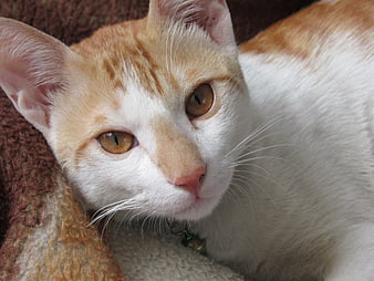 Close-up portrait of a cute orange and white cat resting