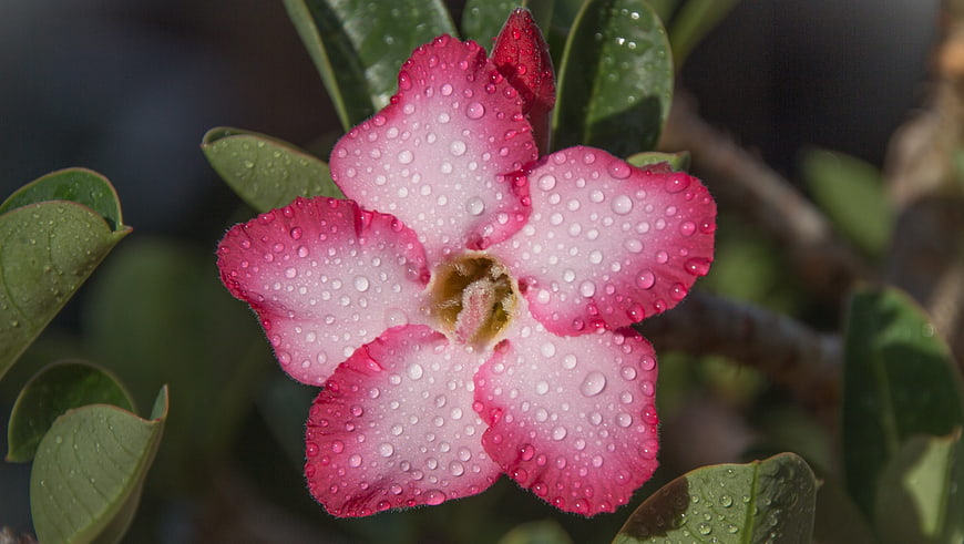 Pink Desert Rose Flower with Water Droplets Close-Up