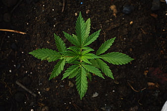 Top View of Young Green Cannabis Seedling in Dark Soil