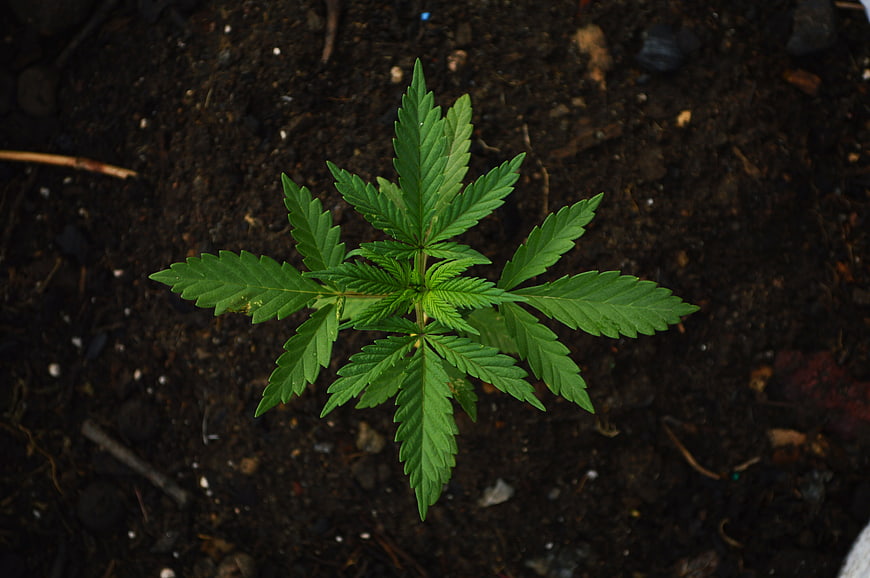Top View of Young Green Cannabis Seedling in Dark Soil