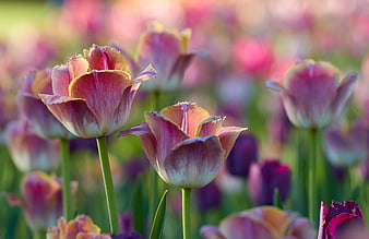 Vibrant Pink and Yellow Tulips in a Spring Garden