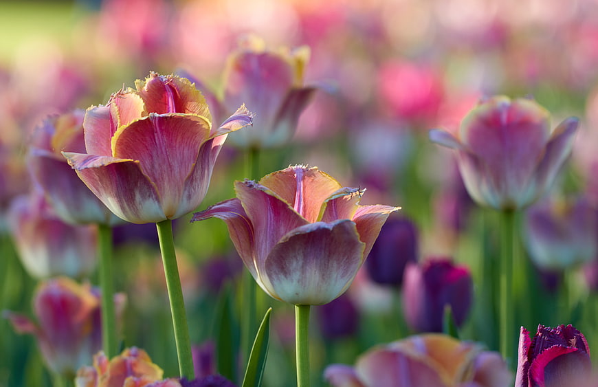 Vibrant Pink and Yellow Tulips in a Spring Garden