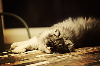 Fluffy Persian Cat Lying on Wooden Floor