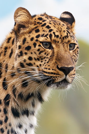 Close-up portrait of a leopard head in nature