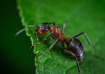 Macro photography of a red and black ant on a green leaf