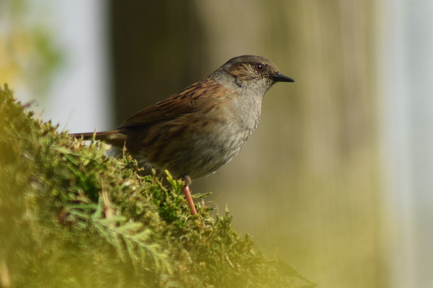 Dunnock bird perched on mossy branch in nature