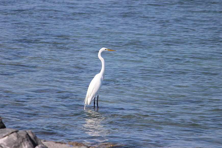 Great Egret Standing in Shallow Blue Water