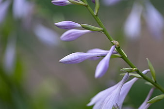 Close-up of purple hosta flower buds on green stem