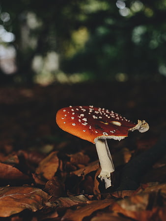Red Fly Agaric Mushroom in Autumn Forest