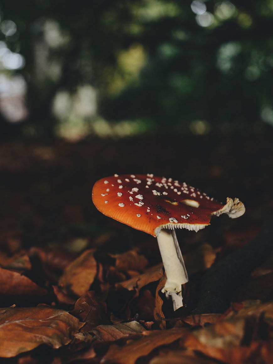 Red Fly Agaric Mushroom in Autumn Forest