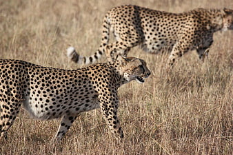 Two Cheetahs Walking in Dry African Savanna Grass