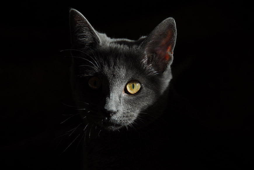 Portrait of a gray cat with glowing yellow eyes in dark lighting