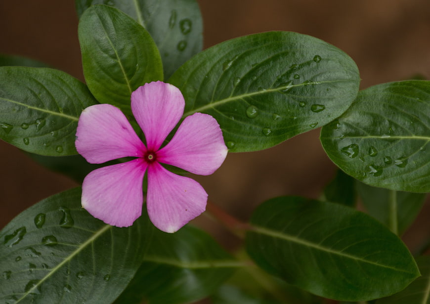 Close-up of pink periwinkle flower with raindrops on green leaves