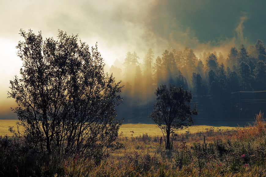 Misty Sunrise Over Golden Meadow With Silhouetted Trees