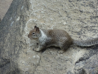 Fox Squirrel Resting on Textured Grey Rock Surface