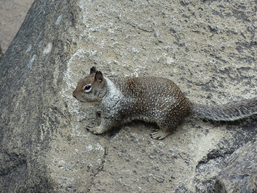 Fox Squirrel Resting on Textured Grey Rock Surface