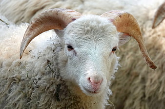 Close-up portrait of a horned sheep with thick wool