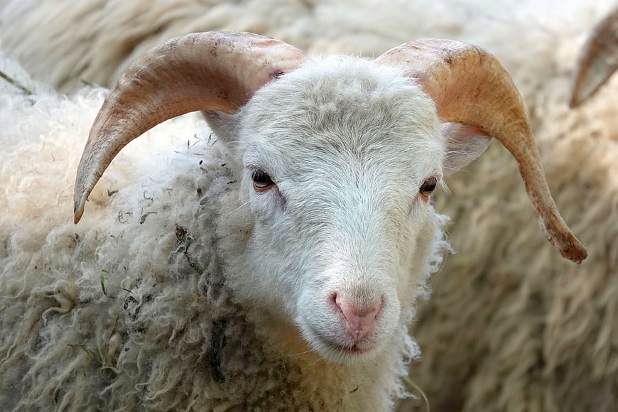 Close-up portrait of a horned sheep with thick wool
