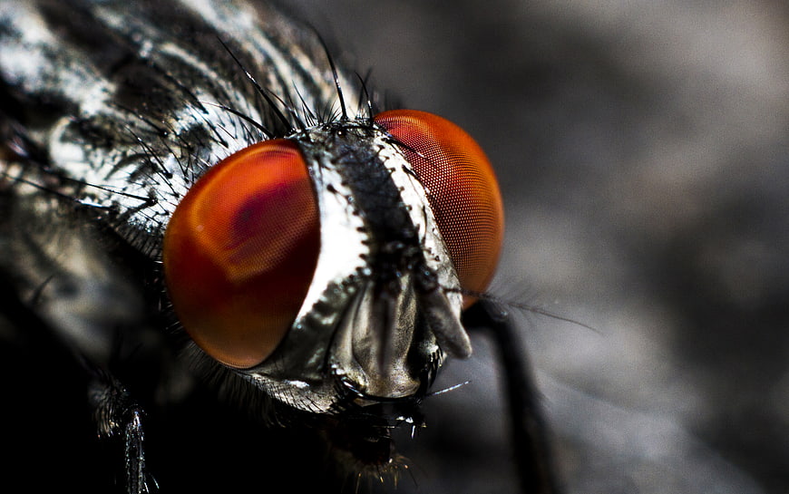 Macro Close-Up of a Fly's Red Compound Eyes