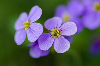 Close-up of purple wildflowers with yellow centers on green background