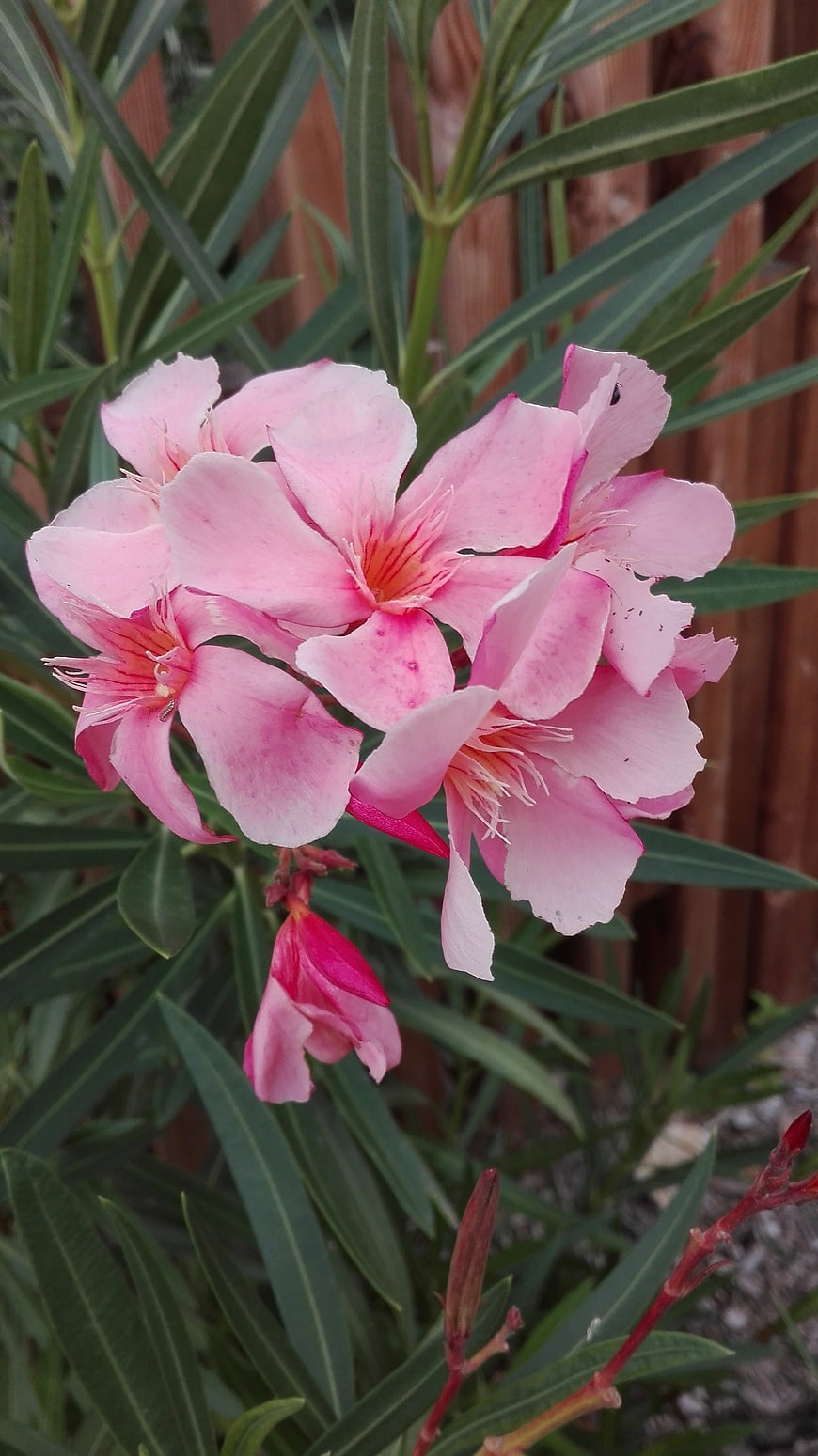 Pink Oleander Flowers Blooming in Garden