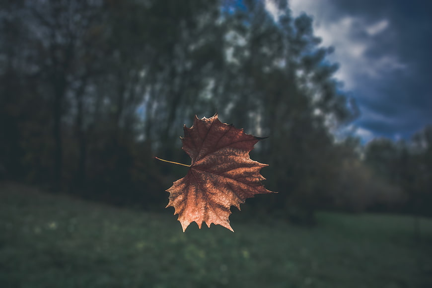 Dramatic brown maple leaf floating against blurred autumn forest background