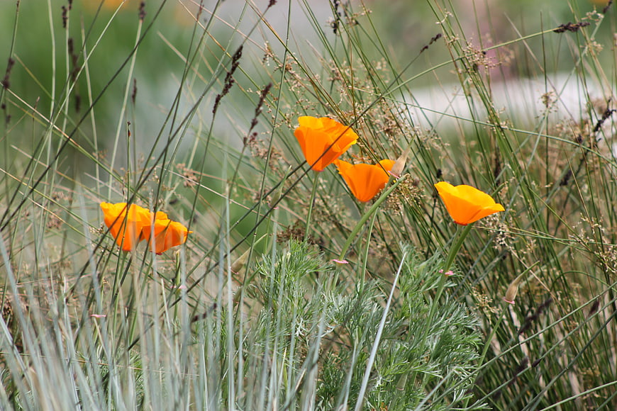 Vibrant Orange California Poppies in Wild Grass
