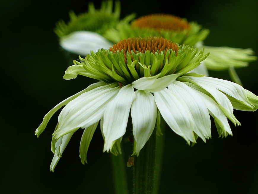 Close-up of white coneflower with green petals and orange center