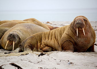 Walrus Colony Resting on Sandy Arctic Beach