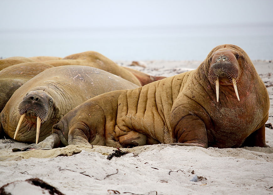 Walrus Colony Resting on Sandy Arctic Beach