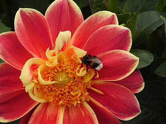 Close-up of a bumblebee on a vibrant red and yellow dahlia flower