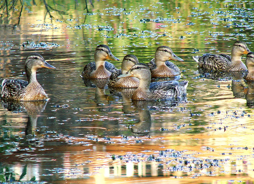 Flock of Mallard Ducks Swimming in a Reflective Pond