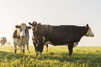 Black and White Cows Grazing in Green Pasture