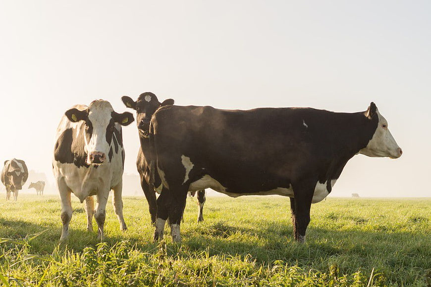 Black and White Cows Grazing in Green Pasture