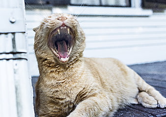 Orange Tabby Cat Yawning Wide Open on Deck