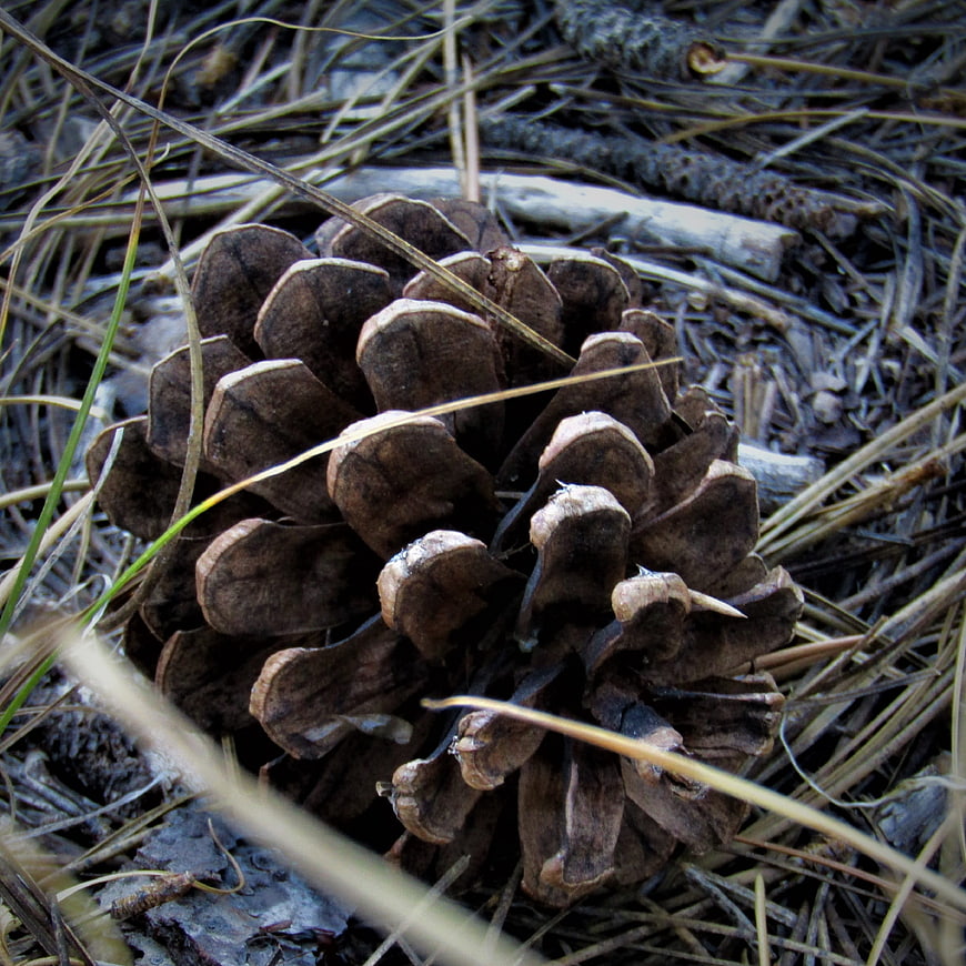 Close-up of a brown pinecone on forest floor with pine needles