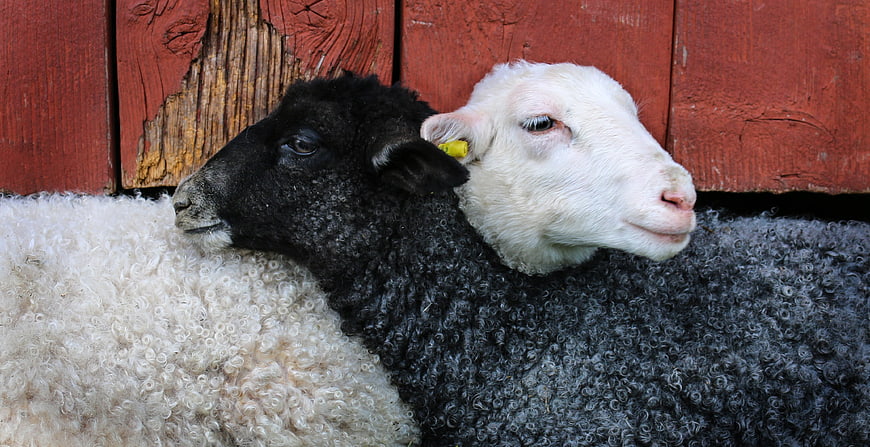 Black and White Lambs Resting Together Against Red Barn
