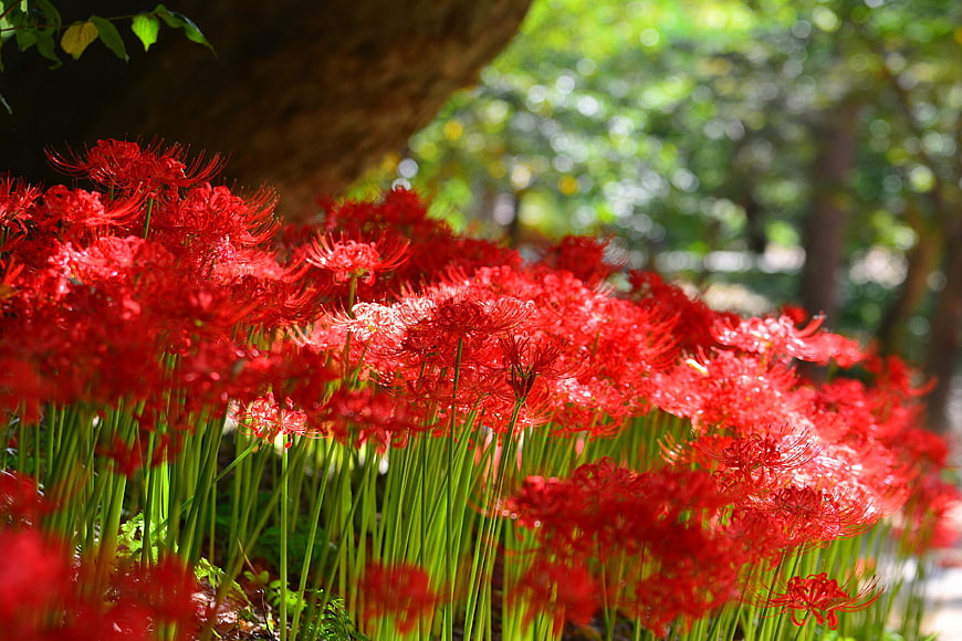 Vibrant Red Spider Lilies in Sunlit Garden