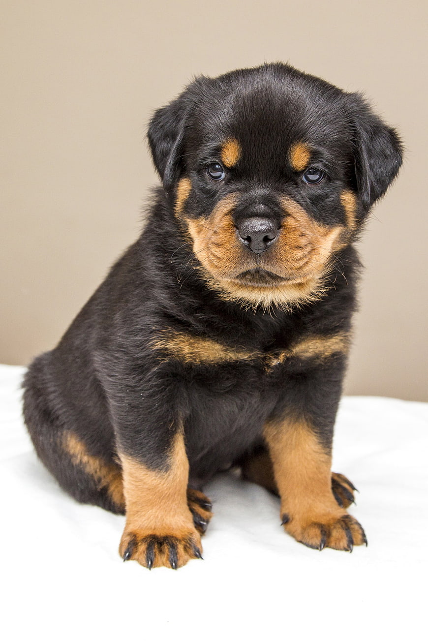 Cute Rottweiler Puppy Sitting On White Surface