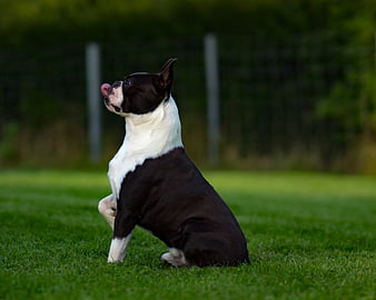 Black and White Boston Terrier Sitting on Green Grass