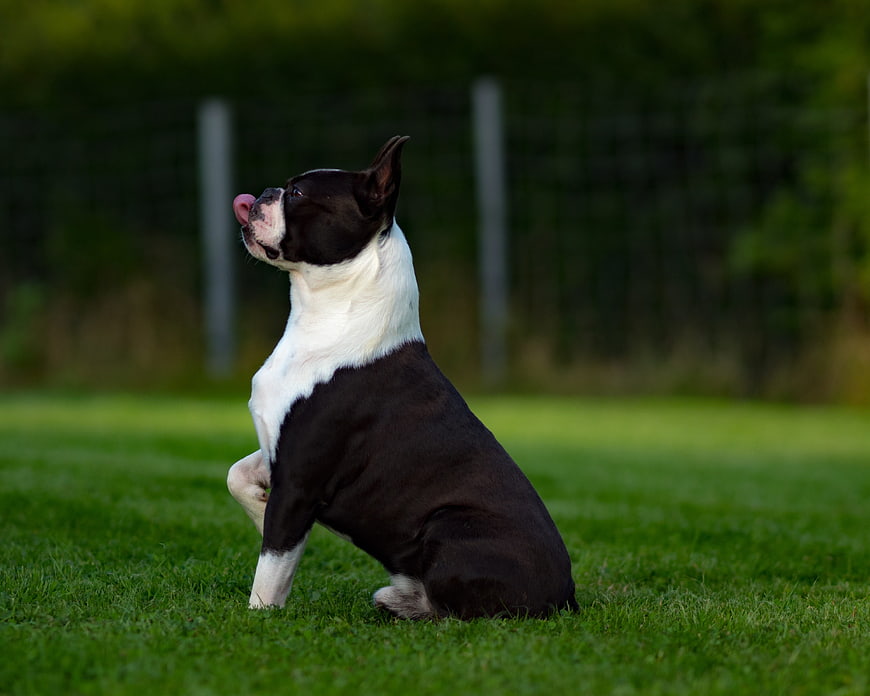 Black and White Boston Terrier Sitting on Green Grass