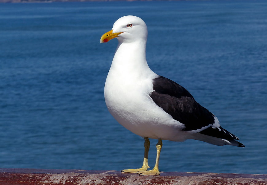 Seagull Standing on Wooden Pier Against Blue Ocean