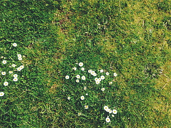 Top View of White Daisies in Green Grass