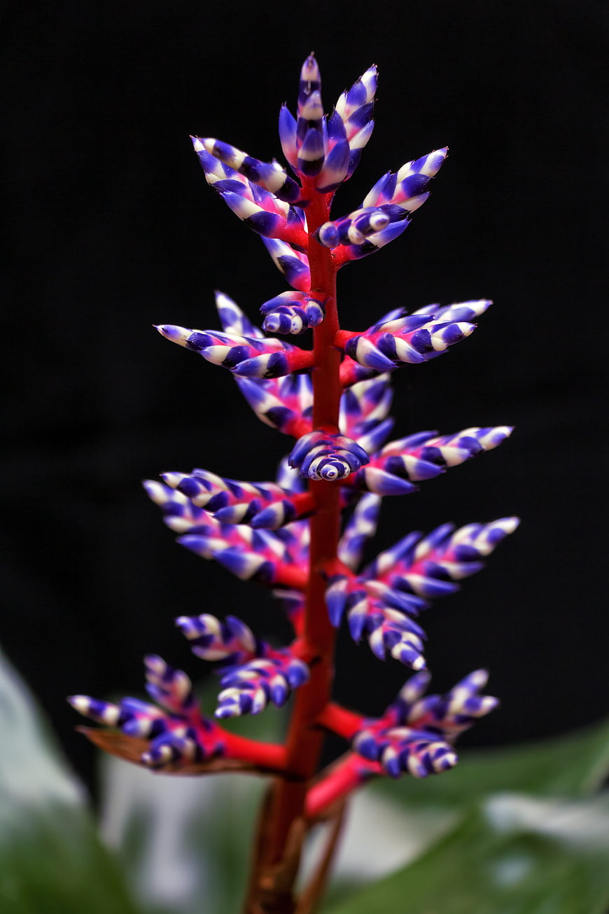 Vibrant Aechmea Blue Tango Bromeliad Flower Close-Up